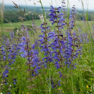 Wiesensalbei