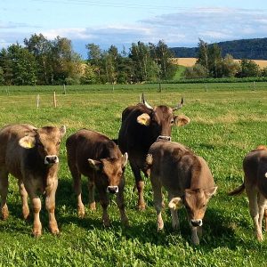 Die neugierigen Mastkälber