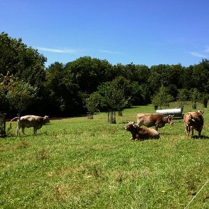 ... auf der Randenhof Hausweide