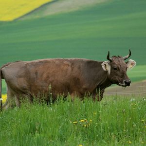 Tief im Frühlingsgras