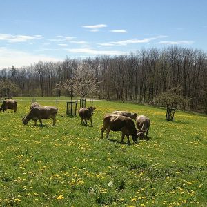 der erste Frühlingstag auf der Weide