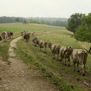 Die Kühe kommen auf der hinteren Tagesweide an