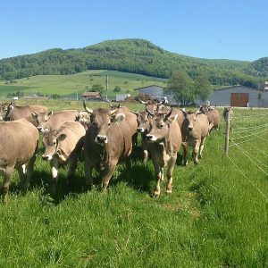 Aufregung pur: erster Weidetag im Hof am Stei