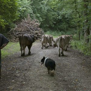 Glen ist der perfekte Hütehund