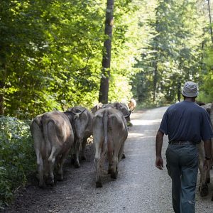 Der Weg zur hinteren Tagesweide führt durch den Wald