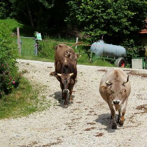 Stier Stan und Leitkuh Linde