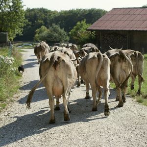 Am Abend zurück ...