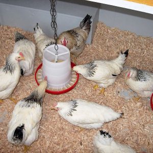 Die bewohnte Hühnervilla mit Futterstation.