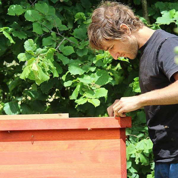 Henrik, 3. Lehrjahr Biodynamische Fachausbildung, kontrolliert die Bienenkisten