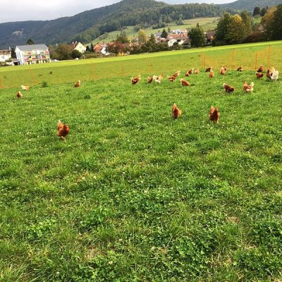 Die Hennen haben reichlich Auslauf auf Kleegrasacker