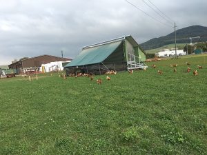 Ein großer überdachter Auslauf schützt vor Regen ...