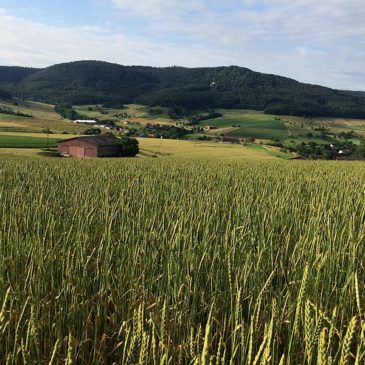 Hofladen-Angebote & Thema Bodenfruchtbarkeit